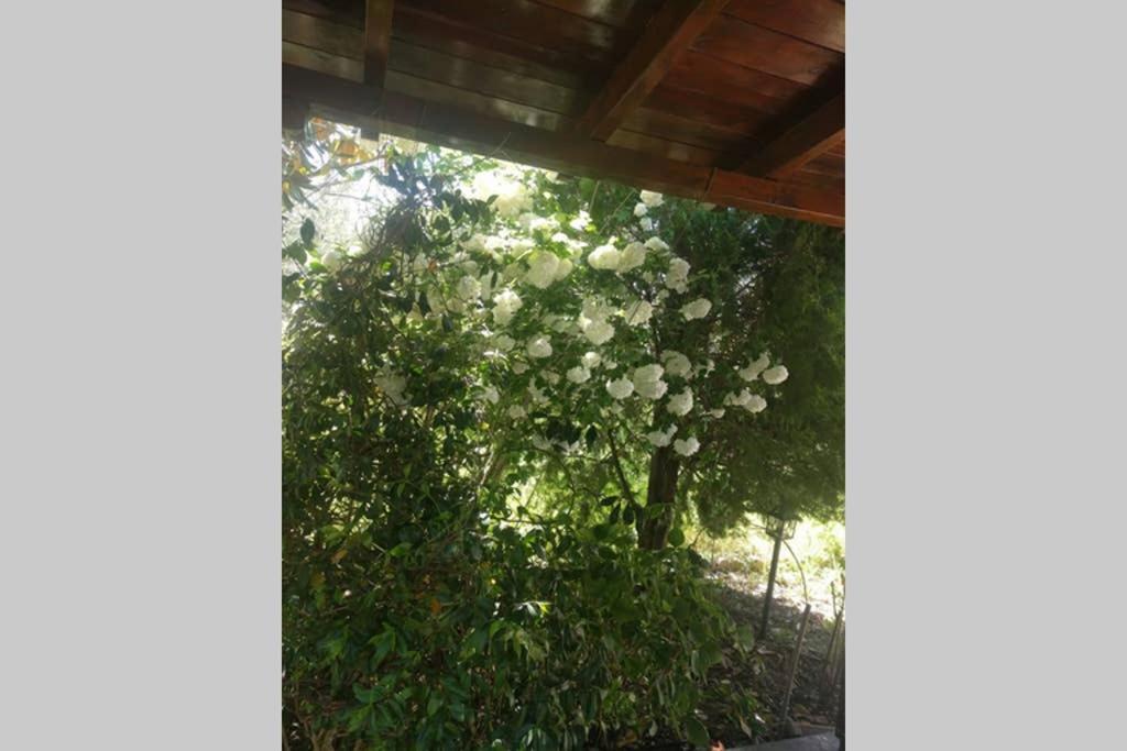 Irinis Cottage กาลาเนรา ภายนอก รูปภาพ