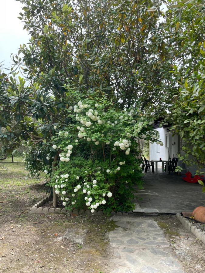 Irinis Cottage กาลาเนรา ภายนอก รูปภาพ
